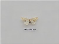 藏品(尺蛾249)的圖片